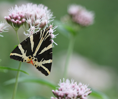 <i class='fa fa-user'></i>&nbsp;Paul Vandebroek&nbsp;|  Spaanse Vlag&nbsp; <i class='fa fa-eye'>&nbsp;77</i> &nbsp;<i class='fa fa-thumbs-up'>&nbsp;8</i> &nbsp; <i class='fa fa-comment-o'>&nbsp;6</i>