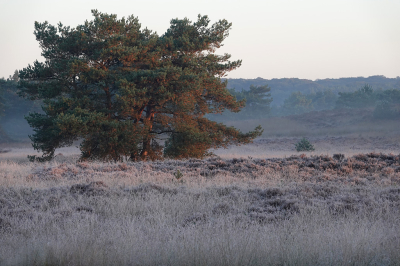 <i class='fa fa-user'></i>&nbsp;nelappelmelk&nbsp;|  Overgang herfst naar winter&nbsp; <i class='fa fa-eye'>&nbsp;70</i> &nbsp;<i class='fa fa-thumbs-up'>&nbsp;1</i> &nbsp; <i class='fa fa-comment-o'>&nbsp;1</i>