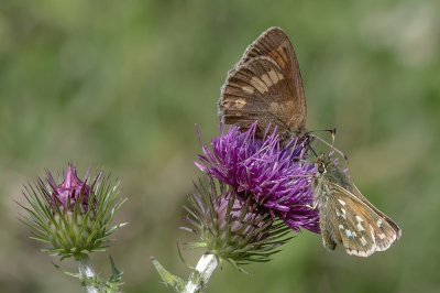 <i class='fa fa-user'></i>&nbsp;Johan van Gurp&nbsp;|  Geelvlekerebia & Kommavlinder&nbsp; <i class='fa fa-eye'>&nbsp;69</i> &nbsp;<i class='fa fa-thumbs-up'>&nbsp;2</i> &nbsp; <i class='fa fa-comment-o'>&nbsp;4</i>