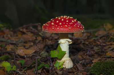 <i class='fa fa-user'></i>&nbsp;Willem Verhagen&nbsp;|  Vliegenzwam&nbsp; <i class='fa fa-eye'>&nbsp;87</i> &nbsp;<i class='fa fa-thumbs-up'>&nbsp;5</i> &nbsp; <i class='fa fa-comment-o'>&nbsp;4</i>