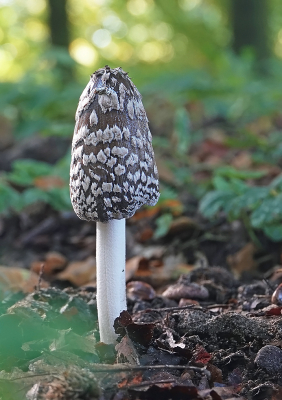 <i class='fa fa-user'></i>&nbsp;nelappelmelk&nbsp;|  Spechtinktzwam&nbsp; <i class='fa fa-eye'>&nbsp;93</i> &nbsp;<i class='fa fa-thumbs-up'>&nbsp;4</i> &nbsp; <i class='fa fa-comment-o'>&nbsp;7</i>