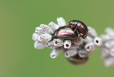 <i class='fa fa-user'></i>&nbsp;Paul Vandebroek&nbsp;|  Rozemarijngoudhaantje&nbsp; <i class='fa fa-eye'>&nbsp;68</i> &nbsp;<i class='fa fa-thumbs-up'>&nbsp;8</i> &nbsp; <i class='fa fa-comment-o'>&nbsp;9</i>