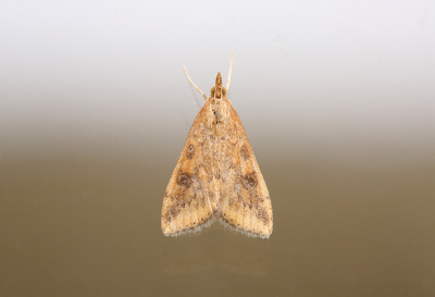 <i class='fa fa-user'></i>&nbsp;Pieter  LJ&nbsp;|  Oranje Kruidenmot&nbsp; <i class='fa fa-eye'>&nbsp;48</i> &nbsp; <i class='fa fa-comment-o'>&nbsp;2</i>