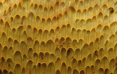 <i class='fa fa-user'></i>&nbsp;Eric Gibcus&nbsp;|  Gewoon Eekhoorntjesbrood&nbsp; <i class='fa fa-eye'>&nbsp;77</i> &nbsp;<i class='fa fa-thumbs-up'>&nbsp;9</i> &nbsp; <i class='fa fa-comment-o'>&nbsp;4</i>