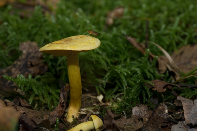 <i class='fa fa-user'></i>&nbsp;Willem Verhagen&nbsp;|  Dryomyza anilis&nbsp; <i class='fa fa-eye'>&nbsp;50</i> &nbsp; <i class='fa fa-comment-o'>&nbsp;4</i>