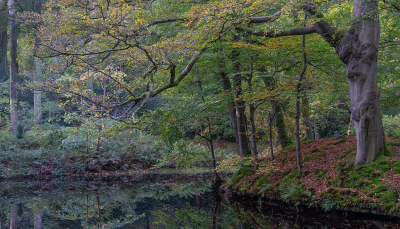 <i class='fa fa-user'></i>&nbsp;Tim Oord&nbsp;|  Herfstbos&nbsp; <i class='fa fa-eye'>&nbsp;97</i> &nbsp;<i class='fa fa-thumbs-up'>&nbsp;3</i> &nbsp; <i class='fa fa-comment-o'>&nbsp;5</i>