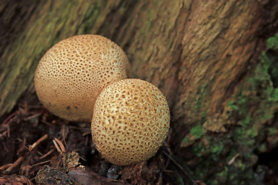 <i class='fa fa-user'></i>&nbsp;Tineke Strijbosch&nbsp;|  Gele Aardappelbovist&nbsp; <i class='fa fa-eye'>&nbsp;38</i> &nbsp; <i class='fa fa-comment-o'>&nbsp;5</i>