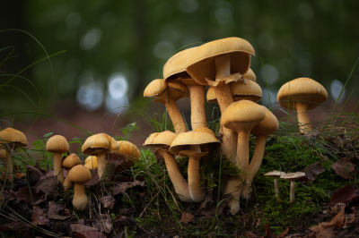 <i class='fa fa-user'></i>&nbsp;Adri Gr Nuelend&nbsp;|  Goudhoed&nbsp; <i class='fa fa-eye'>&nbsp;62</i> &nbsp; <i class='fa fa-comment-o'>&nbsp;7</i>