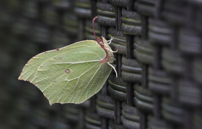 <i class='fa fa-user'></i>&nbsp;nelappelmelk&nbsp;|  Citroenvlinder&nbsp; <i class='fa fa-eye'>&nbsp;50</i> &nbsp; <i class='fa fa-comment-o'>&nbsp;3</i>