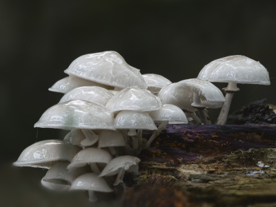 <i class='fa fa-user'></i>&nbsp;janvangastel&nbsp;|  Porceleinzwam&nbsp; <i class='fa fa-eye'>&nbsp;49</i> &nbsp;<i class='fa fa-thumbs-up'>&nbsp;3</i> &nbsp; <i class='fa fa-comment-o'>&nbsp;4</i>