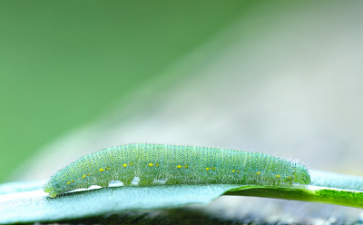 <i class='fa fa-user'></i>&nbsp;Pieter  LJ&nbsp;|  Klein Koolwitje&nbsp; <i class='fa fa-eye'>&nbsp;55</i> &nbsp; <i class='fa fa-comment-o'>&nbsp;2</i>