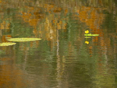 <i class='fa fa-user'></i>&nbsp;Truus Aletta Maan&nbsp;|  Gele Plomp&nbsp; <i class='fa fa-eye'>&nbsp;63</i> &nbsp;<i class='fa fa-thumbs-up'>&nbsp;2</i> &nbsp; <i class='fa fa-comment-o'>&nbsp;3</i>