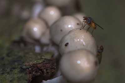 <i class='fa fa-user'></i>&nbsp;Willem Verhagen&nbsp;|  Pegomya sp.&nbsp; <i class='fa fa-eye'>&nbsp;72</i> &nbsp;<i class='fa fa-thumbs-up'>&nbsp;6</i> &nbsp; <i class='fa fa-comment-o'>&nbsp;4</i>