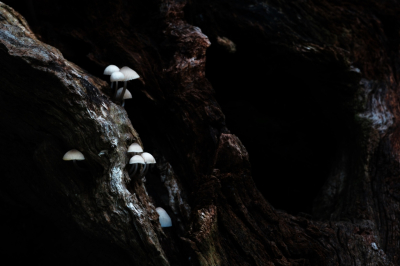 <i class='fa fa-user'></i>&nbsp;hesterb&nbsp;|  Mycena&nbsp; <i class='fa fa-eye'>&nbsp;54</i> &nbsp; <i class='fa fa-comment-o'>&nbsp;5</i>