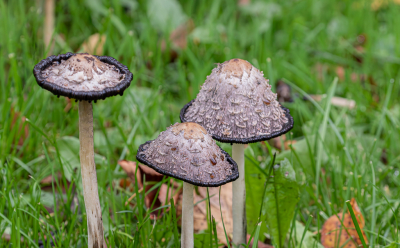 <i class='fa fa-user'></i>&nbsp;Marie-Jos� Boon&nbsp;|  Geschubde Inktzwam&nbsp; <i class='fa fa-eye'>&nbsp;48</i> &nbsp; <i class='fa fa-comment-o'>&nbsp;1</i>