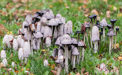 <i class='fa fa-user'></i>&nbsp;Marie-Jos� Boon&nbsp;|  Geschubde Inktzwam&nbsp; <i class='fa fa-eye'>&nbsp;64</i> &nbsp; <i class='fa fa-comment-o'>&nbsp;3</i>