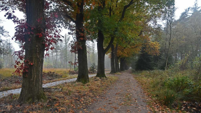 <i class='fa fa-user'></i>&nbsp;kooyammers&nbsp;|  Laan in Wolfheze&nbsp; <i class='fa fa-eye'>&nbsp;64</i> &nbsp;<i class='fa fa-thumbs-up'>&nbsp;2</i> &nbsp; <i class='fa fa-comment-o'>&nbsp;6</i>