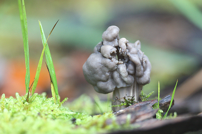 <i class='fa fa-user'></i>&nbsp;Paul Vandebroek&nbsp;|  Zwarte Kluifzwam&nbsp; <i class='fa fa-eye'>&nbsp;73</i> &nbsp; <i class='fa fa-comment-o'>&nbsp;4</i>