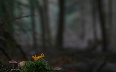 <i class='fa fa-user'></i>&nbsp;nelappelmelk&nbsp;|  Kleverig Koraalzwammetje&nbsp; <i class='fa fa-eye'>&nbsp;59</i> &nbsp;<i class='fa fa-thumbs-up'>&nbsp;2</i> &nbsp; <i class='fa fa-comment-o'>&nbsp;4</i>