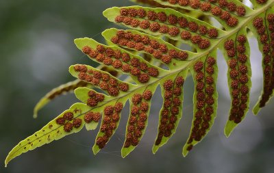 <i class='fa fa-user'></i>&nbsp;Ad Sprang&nbsp;|  Eikvaren sp.&nbsp; <i class='fa fa-eye'>&nbsp;70</i> &nbsp;<i class='fa fa-thumbs-up'>&nbsp;10</i> &nbsp; <i class='fa fa-comment-o'>&nbsp;10</i>