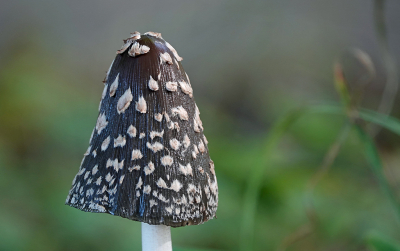 <i class='fa fa-user'></i>&nbsp;nelappelmelk&nbsp;|  Spechtinktzwam&nbsp; <i class='fa fa-eye'>&nbsp;82</i> &nbsp;<i class='fa fa-thumbs-up'>&nbsp;2</i> &nbsp; <i class='fa fa-comment-o'>&nbsp;6</i>