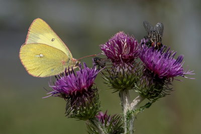 <i class='fa fa-user'></i>&nbsp;Johan van Gurp&nbsp;|  Veengeeltje&nbsp; <i class='fa fa-eye'>&nbsp;64</i> &nbsp;<i class='fa fa-thumbs-up'>&nbsp;4</i> &nbsp; <i class='fa fa-comment-o'>&nbsp;1</i>