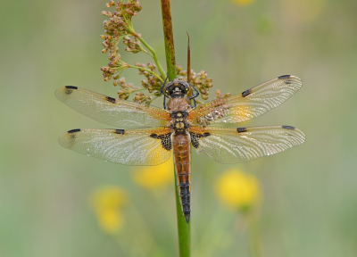 <i class='fa fa-user'></i>&nbsp;koekieman&nbsp;|  Viervlek&nbsp; <i class='fa fa-eye'>&nbsp;51</i> &nbsp;<i class='fa fa-thumbs-up'>&nbsp;3</i> &nbsp; <i class='fa fa-comment-o'>&nbsp;3</i>