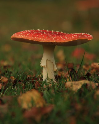 <i class='fa fa-user'></i>&nbsp;Tineke Strijbosch&nbsp;|  Vliegenzwam&nbsp; <i class='fa fa-eye'>&nbsp;68</i> &nbsp;<i class='fa fa-thumbs-up'>&nbsp;3</i> &nbsp; <i class='fa fa-comment-o'>&nbsp;12</i>