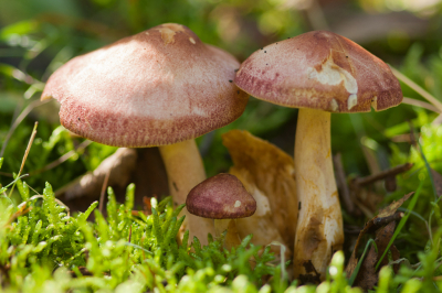 <i class='fa fa-user'></i>&nbsp;susan meijnders&nbsp;|  Koningsmantel&nbsp; <i class='fa fa-eye'>&nbsp;77</i> &nbsp; <i class='fa fa-comment-o'>&nbsp;3</i>