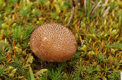 <i class='fa fa-user'></i>&nbsp;Jelle Bakker&nbsp;|  Zwartwordende Stuifzwam&nbsp; <i class='fa fa-eye'>&nbsp;48</i> &nbsp; <i class='fa fa-comment-o'>&nbsp;0</i>