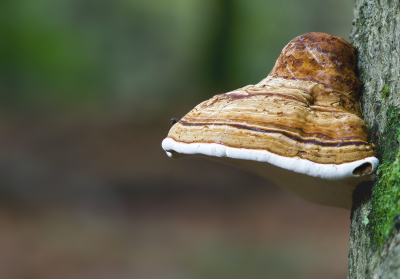 <i class='fa fa-user'></i>&nbsp;janvangastel&nbsp;|  Echte Tonderzwam&nbsp; <i class='fa fa-eye'>&nbsp;49</i> &nbsp; <i class='fa fa-comment-o'>&nbsp;4</i>