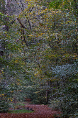 <i class='fa fa-user'></i>&nbsp;Tim Oord&nbsp;|  Herfstbos&nbsp; <i class='fa fa-eye'>&nbsp;68</i> &nbsp; <i class='fa fa-comment-o'>&nbsp;1</i>