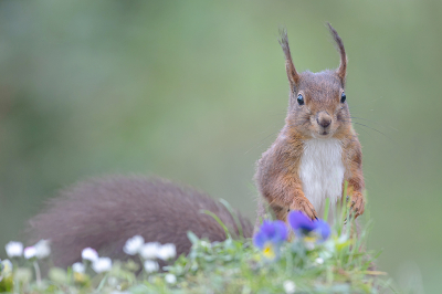 <i class='fa fa-user'></i>&nbsp;Tom&nbsp;|  Eekhoorn&nbsp; <i class='fa fa-eye'>&nbsp;94</i> &nbsp;<i class='fa fa-thumbs-up'>&nbsp;10</i> &nbsp; <i class='fa fa-comment-o'>&nbsp;4</i>