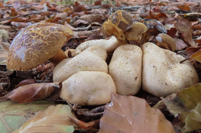 <i class='fa fa-user'></i>&nbsp;A. Soeting&nbsp;|  Kostgangersboleet op Gele Aardappelbovist&nbsp; <i class='fa fa-eye'>&nbsp;47</i> &nbsp; <i class='fa fa-comment-o'>&nbsp;0</i>