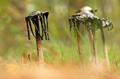 <i class='fa fa-user'></i>&nbsp;Bertus&nbsp;|  Geschubde Inktzwam&nbsp; <i class='fa fa-eye'>&nbsp;59</i> &nbsp; <i class='fa fa-comment-o'>&nbsp;3</i>