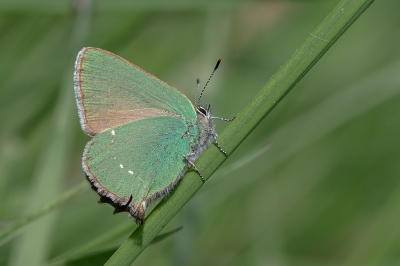 <i class='fa fa-user'></i>&nbsp;Johan van Gurp&nbsp;|  Groentje&nbsp; <i class='fa fa-eye'>&nbsp;78</i> &nbsp;<i class='fa fa-thumbs-up'>&nbsp;1</i> &nbsp; <i class='fa fa-comment-o'>&nbsp;1</i>