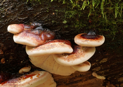 <i class='fa fa-user'></i>&nbsp;Jelle Bakker&nbsp;|  Valse Teervlekkenzwam&nbsp; <i class='fa fa-eye'>&nbsp;51</i> &nbsp; <i class='fa fa-comment-o'>&nbsp;0</i>