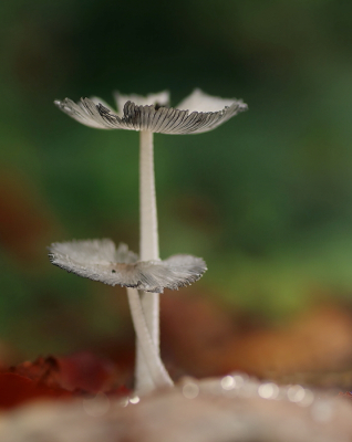 <i class='fa fa-user'></i>&nbsp;rixte&nbsp;|  Hazenpootje&nbsp; <i class='fa fa-eye'>&nbsp;72</i> &nbsp;<i class='fa fa-thumbs-up'>&nbsp;4</i> &nbsp; <i class='fa fa-comment-o'>&nbsp;4</i>