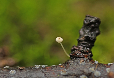 <i class='fa fa-user'></i>&nbsp;Cor&nbsp;|  Kleine Breedplaatmycena&nbsp; <i class='fa fa-eye'>&nbsp;53</i> &nbsp;<i class='fa fa-thumbs-up'>&nbsp;2</i> &nbsp; <i class='fa fa-comment-o'>&nbsp;7</i>