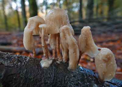 <i class='fa fa-user'></i>&nbsp;nelappelmelk&nbsp;|  Porseleinzwam&nbsp; <i class='fa fa-eye'>&nbsp;83</i> &nbsp;<i class='fa fa-thumbs-up'>&nbsp;6</i> &nbsp; <i class='fa fa-comment-o'>&nbsp;5</i>