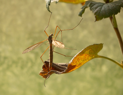 <i class='fa fa-user'></i>&nbsp;Truus Aletta Maan&nbsp;|  Langpootmug sp.&nbsp; <i class='fa fa-eye'>&nbsp;45</i> &nbsp;<i class='fa fa-thumbs-up'>&nbsp;1</i> &nbsp; <i class='fa fa-comment-o'>&nbsp;2</i>