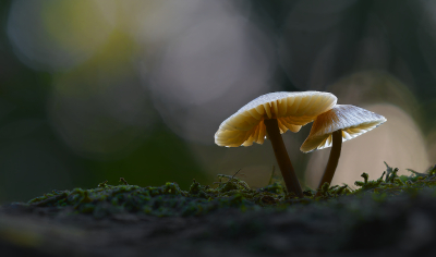 <i class='fa fa-user'></i>&nbsp;janvangastel&nbsp;|  Helmmycena&nbsp; <i class='fa fa-eye'>&nbsp;80</i> &nbsp;<i class='fa fa-thumbs-up'>&nbsp;13</i> &nbsp; <i class='fa fa-comment-o'>&nbsp;6</i>