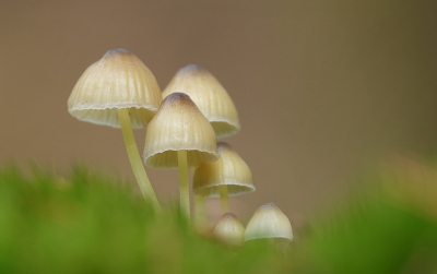 Genomen boven op de Lemelerberg, prachtige bossen met veel paddenstoelen.
Dit groepje een eindje vanaf het pad gevonden op een mooie ondergrond, foto verkleind en door de aard van de foto bijna niet naverscherpt.