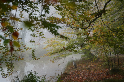 <i class='fa fa-user'></i>&nbsp;hesterb&nbsp;|  Herfst komt, wacht maar&nbsp; <i class='fa fa-eye'>&nbsp;117</i> &nbsp;<i class='fa fa-thumbs-up'>&nbsp;8</i> &nbsp; <i class='fa fa-comment-o'>&nbsp;9</i>