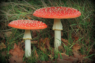 <i class='fa fa-user'></i>&nbsp;Tineke Strijbosch&nbsp;|  Vliegenzwam&nbsp; <i class='fa fa-eye'>&nbsp;72</i> &nbsp;<i class='fa fa-thumbs-up'>&nbsp;6</i> &nbsp; <i class='fa fa-comment-o'>&nbsp;10</i>