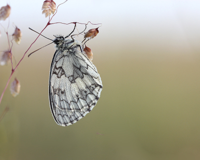 <i class='fa fa-user'></i>&nbsp;Paul Vandebroek&nbsp;|  Dambordje&nbsp; <i class='fa fa-eye'>&nbsp;80</i> &nbsp;<i class='fa fa-thumbs-up'>&nbsp;2</i> &nbsp; <i class='fa fa-comment-o'>&nbsp;7</i>