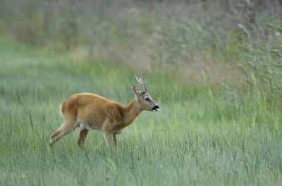 <i class='fa fa-user'></i>&nbsp;Eric Gibcus&nbsp;|  Ree&nbsp; <i class='fa fa-eye'>&nbsp;74</i> &nbsp;<i class='fa fa-thumbs-up'>&nbsp;1</i> &nbsp; <i class='fa fa-comment-o'>&nbsp;4</i>