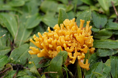 <i class='fa fa-user'></i>&nbsp;Jelle Bakker&nbsp;|  Sikkelkoraalzwam&nbsp; <i class='fa fa-eye'>&nbsp;61</i> &nbsp; <i class='fa fa-comment-o'>&nbsp;4</i>