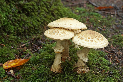 <i class='fa fa-user'></i>&nbsp;Jelle Bakker&nbsp;|  Gele Knolamaniet&nbsp; <i class='fa fa-eye'>&nbsp;60</i> &nbsp; <i class='fa fa-comment-o'>&nbsp;3</i>