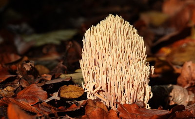 <i class='fa fa-user'></i>&nbsp;Ben Aalders&nbsp;|  Rechte Koraalzwam&nbsp; <i class='fa fa-eye'>&nbsp;86</i> &nbsp;<i class='fa fa-thumbs-up'>&nbsp;1</i> &nbsp; <i class='fa fa-comment-o'>&nbsp;4</i>